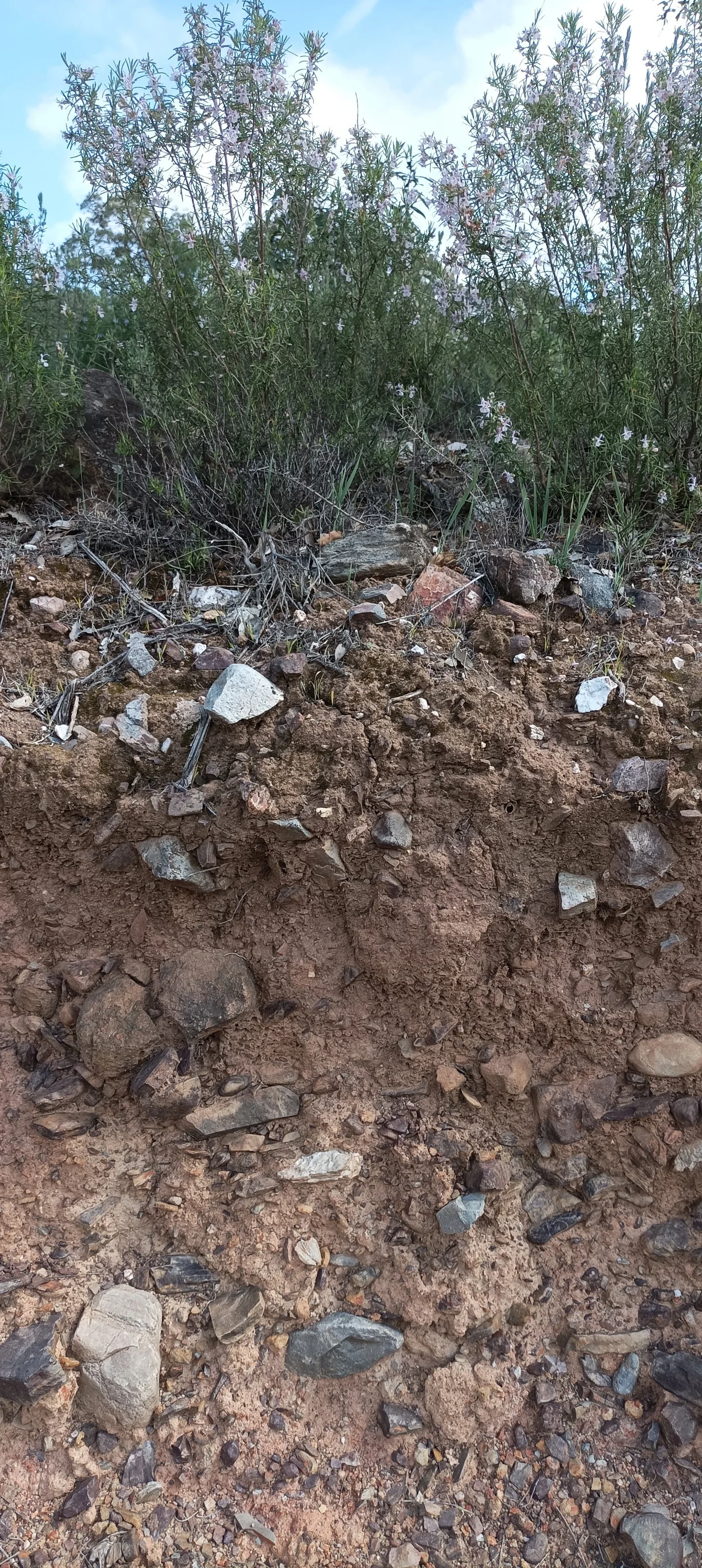 Skeletic Leptosol developed on slates, grawackas and quartzites, near Almadén de la Plata (Sevilla, S Spain)
