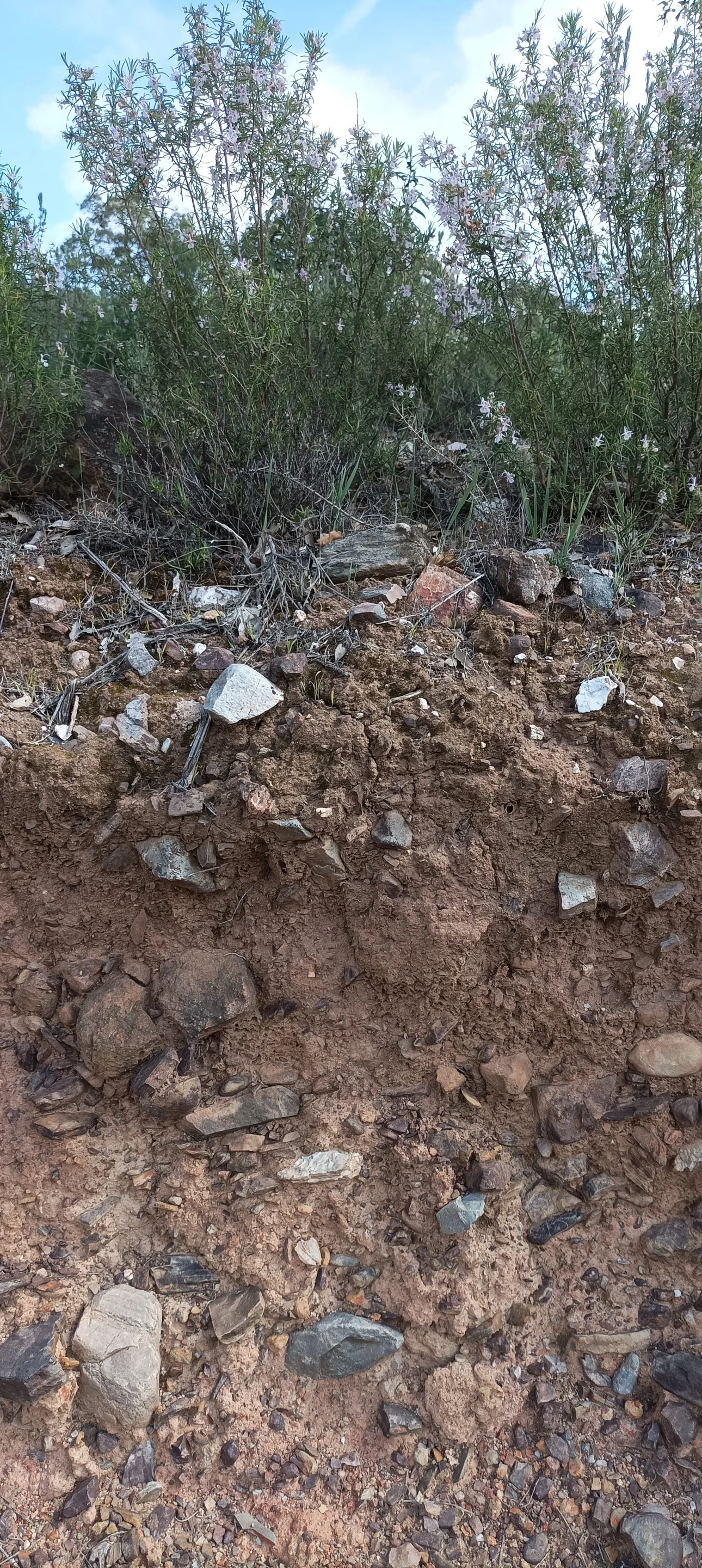 Skeletic Leptosol developed on slates, grawackas and quartzites, near Almadén de la Plata (Sevilla, S Spain)