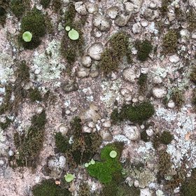 Lichens, bryophytes and vascular plants on a granite wall