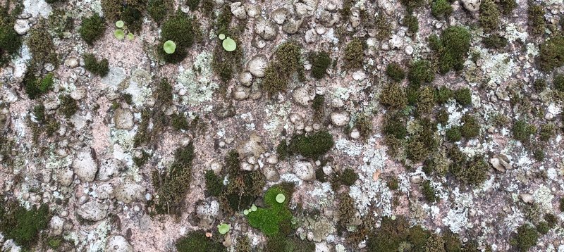 Lichens, bryophytes and vascular plants on a granite wall