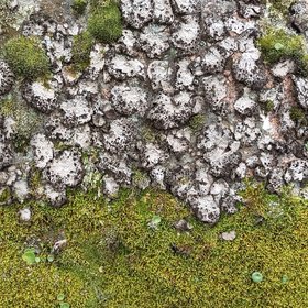 Lichens and mosses covering the surface of a granite rock in a cork oak forest