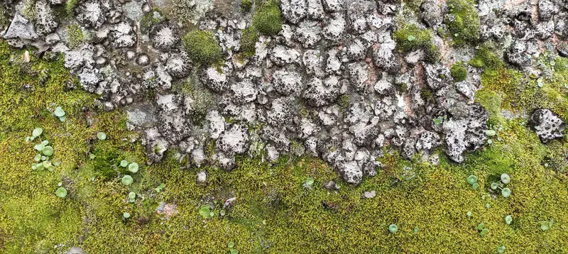Lichens and mosses covering the surface of a granite rock in a cork oak forest