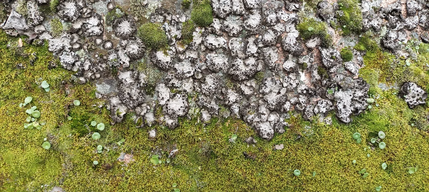 Lichens and mosses covering the surface of a granite rock in a cork oak forest