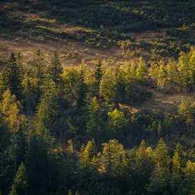 Bog in Bavaria, Germany