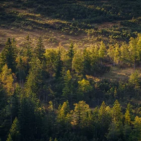 Bog in Bavaria, Germany