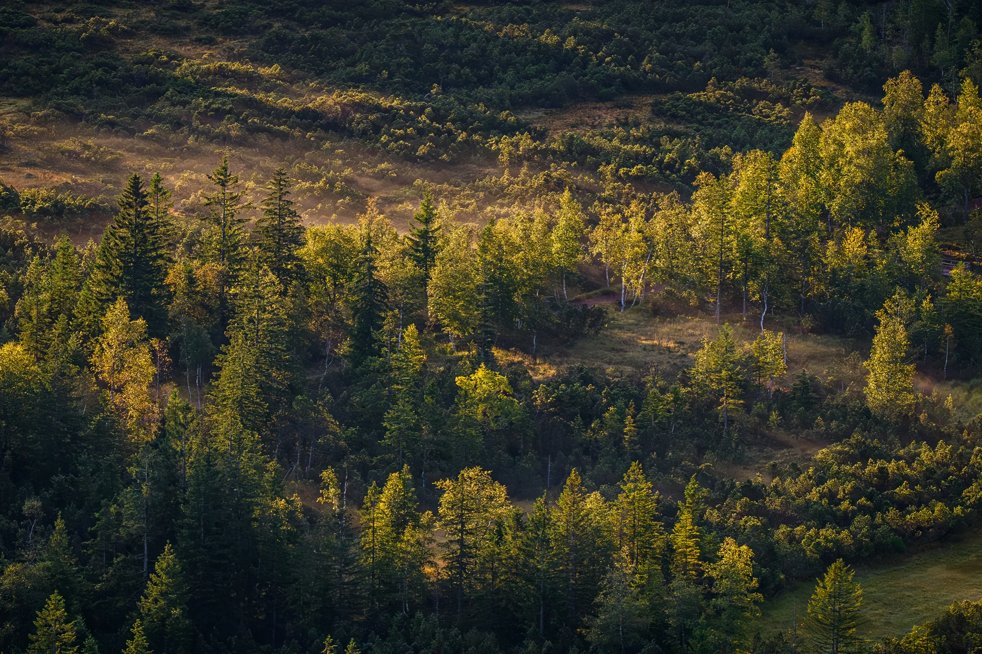 Bog in Bavaria, Germany
