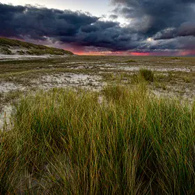 Foredunes on Spiekeroog, Germany