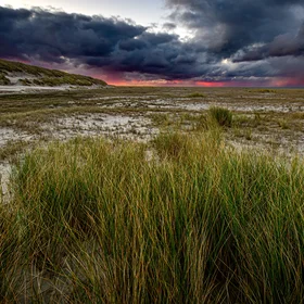 Foredunes on Spiekeroog, Germany