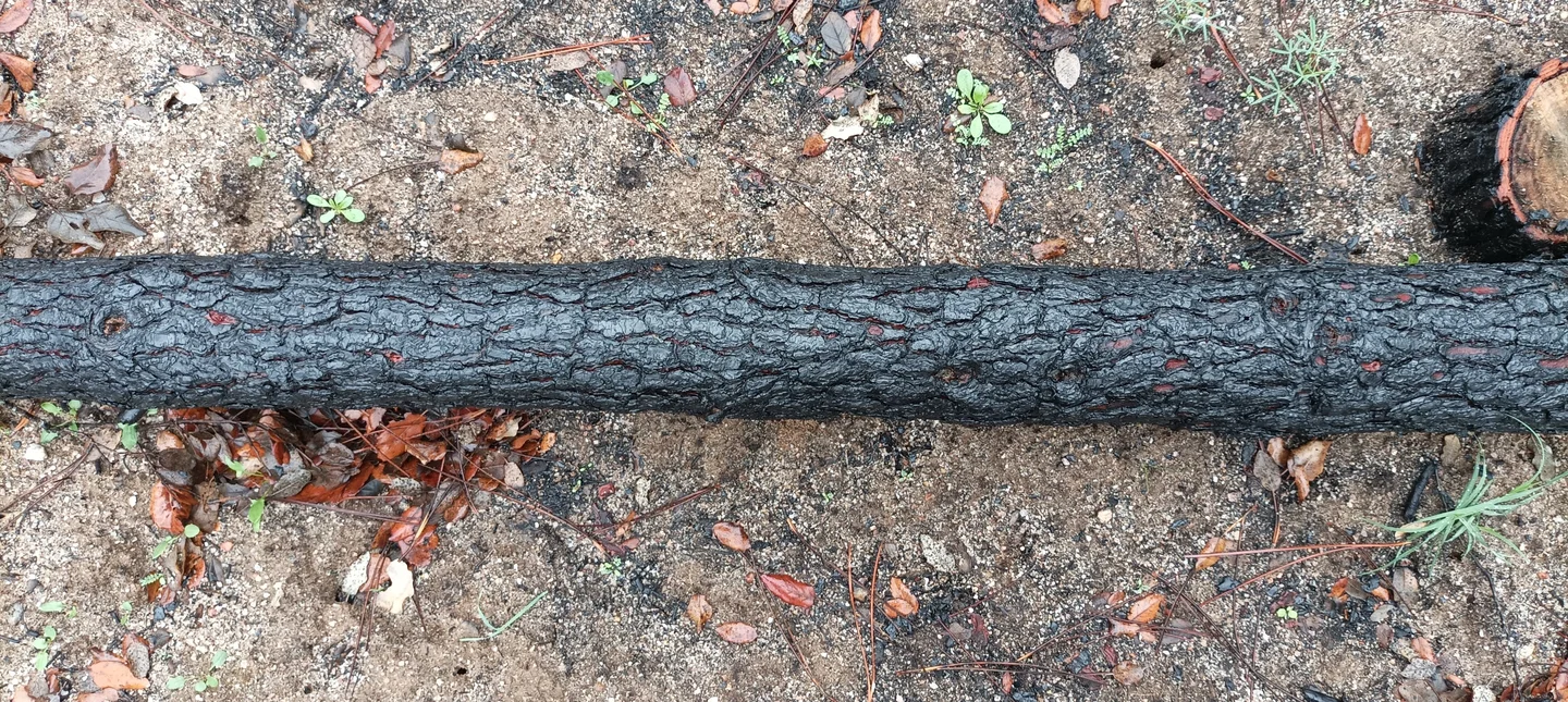 Burning pines: a fiery desire