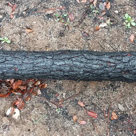 Burning pines: a fiery desire