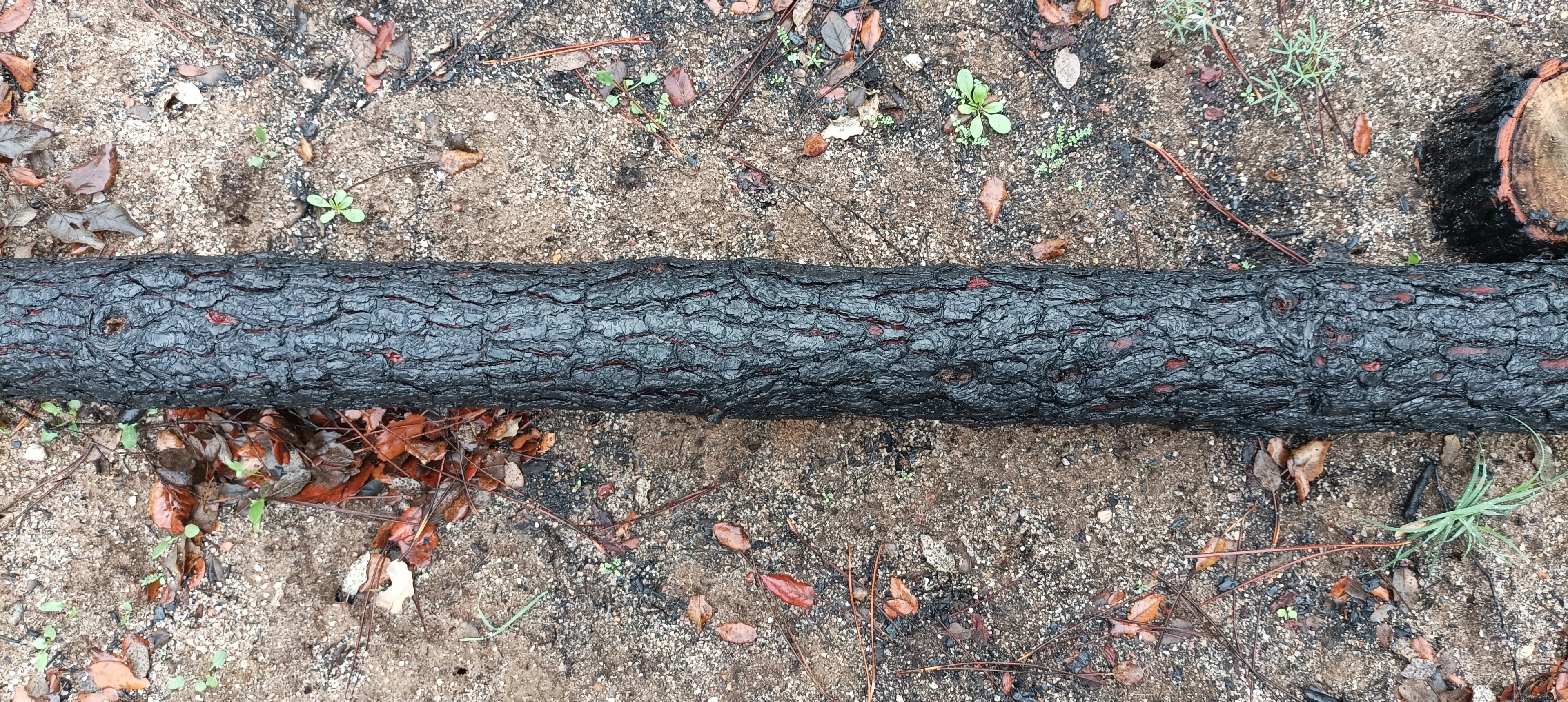 Burning pines: a fiery desire
