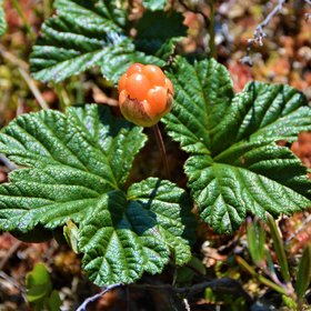 Cloudberry in a peatland in the Hudson Bay Lowland