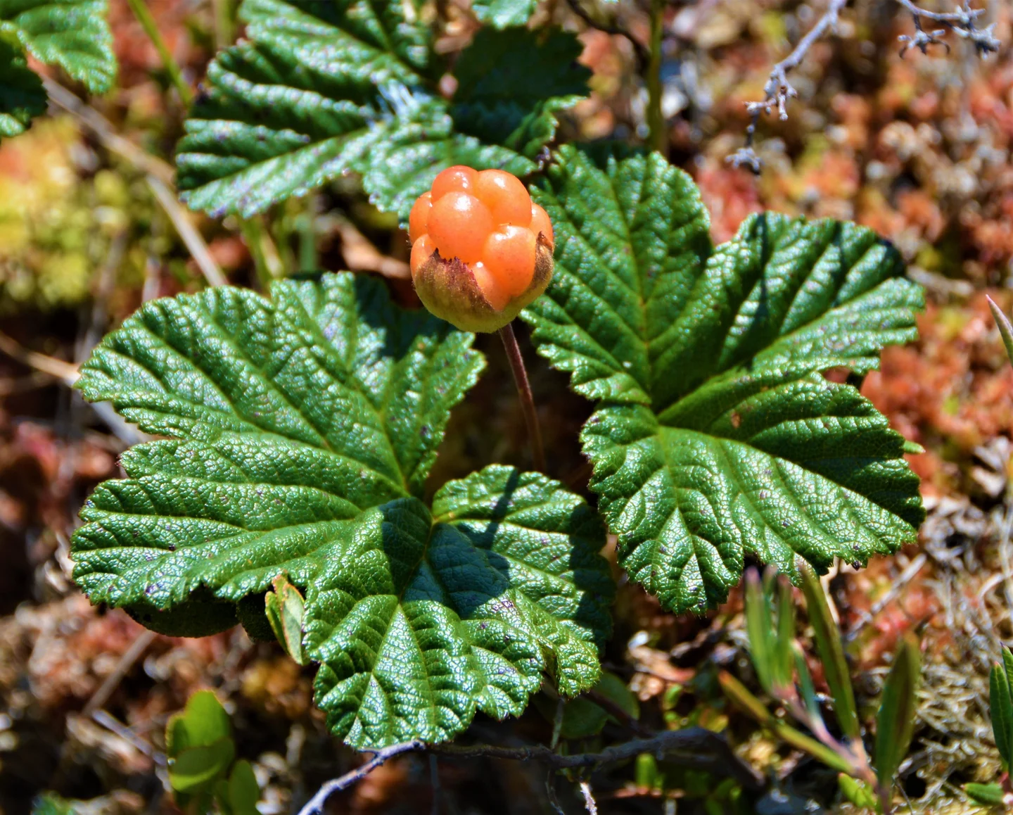 Cloudberry in a peatland in the Hudson Bay Lowland