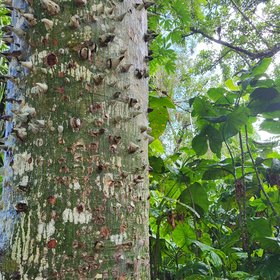 An unfriendly tree in the Amazon Rainforest
