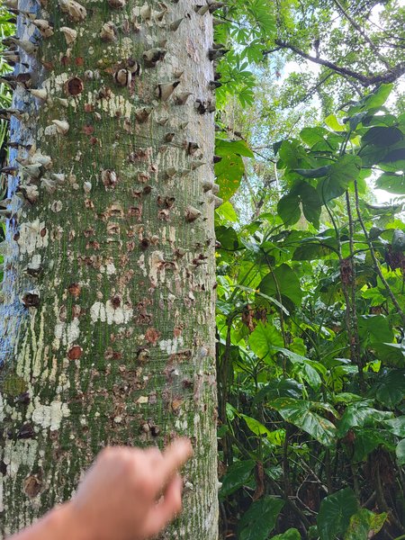 An unfriendly tree in the Amazon Rainforest