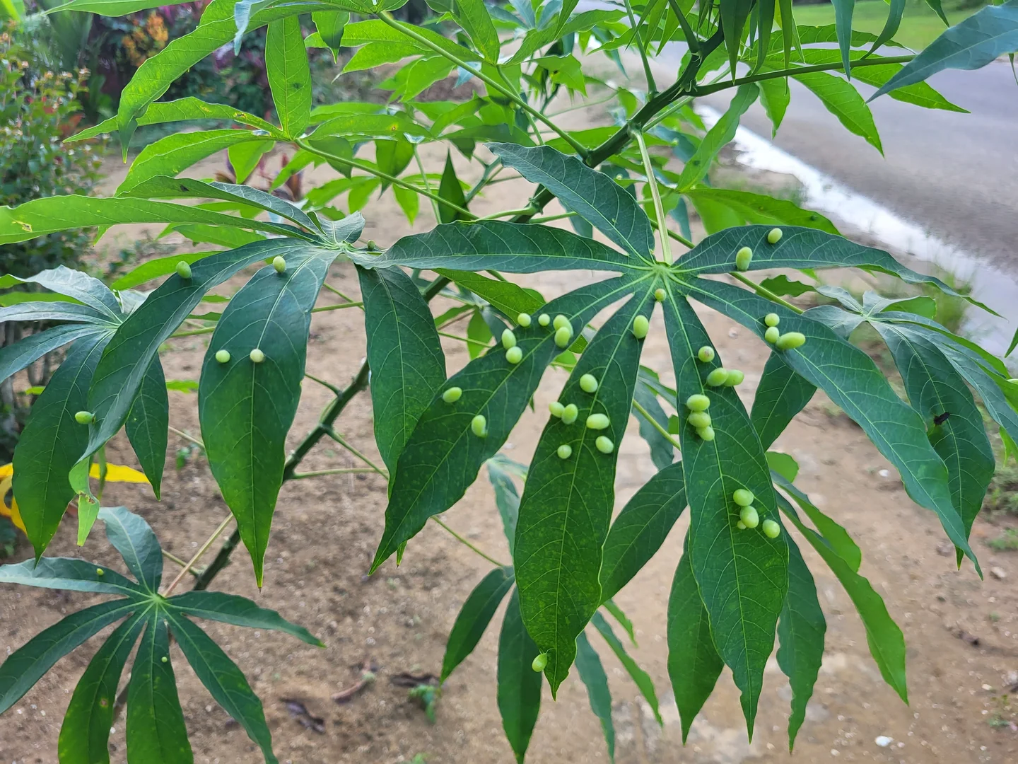 Unwanted guests (parasites) living on the Cassava plant
