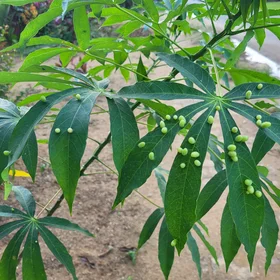 Unwanted guests (parasites) living on the Cassava plant