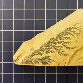 Labyrinth of mineral leaves