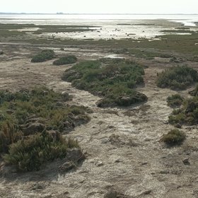 Where salt meets sky: San Fernando's salty marshes