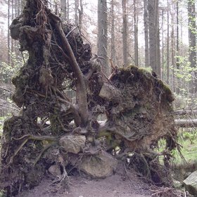 Uprooted Tree in a German Forest