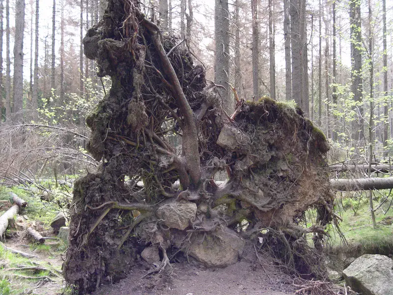 Uprooted Tree in a German Forest
