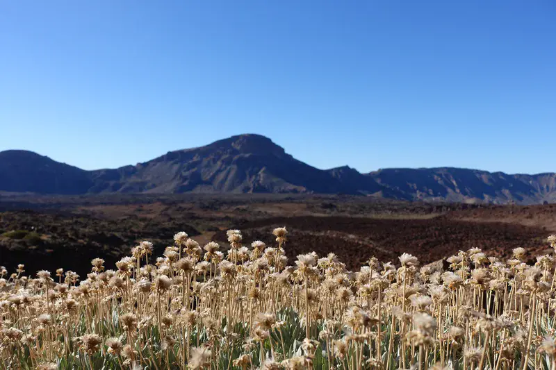 Vegetation in the old caldera of Pico del Teide on Tenerife