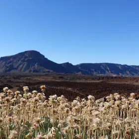 Vegetation in the old caldera of Pico del Teide on Tenerife