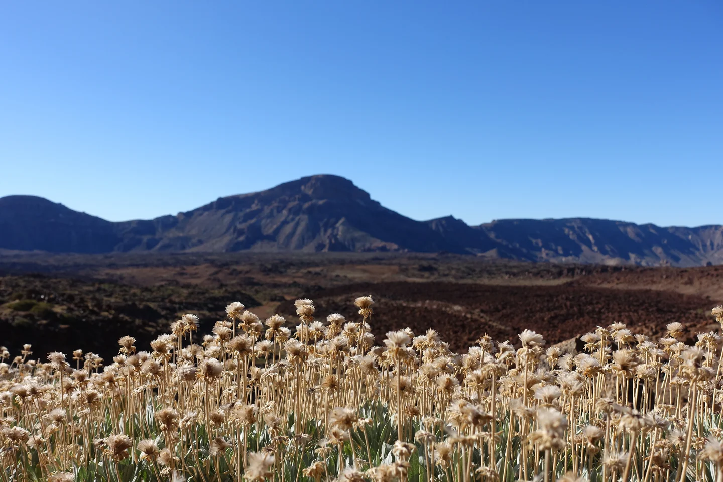 Vegetation in the old caldera of Pico del Teide on Tenerife