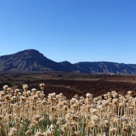 Vegetation in the old caldera of Pico del Teide on Tenerife