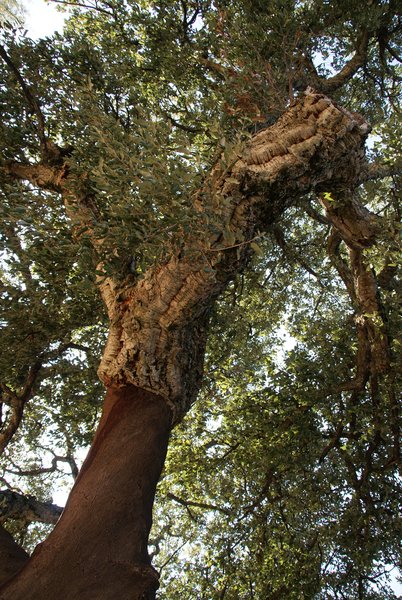 Quercus suber, or cork oak, in Andalucia