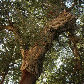 Quercus suber, or cork oak, in Andalucia