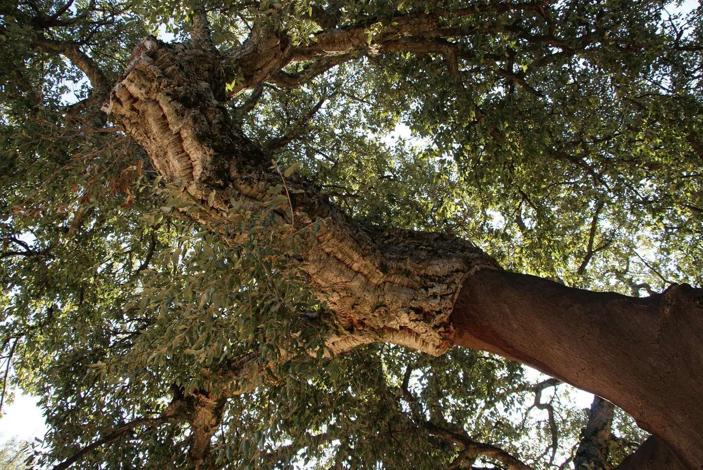 Quercus suber, or cork oak, in Andalucia