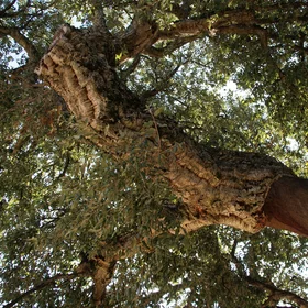 Quercus suber, or cork oak, in Andalucia