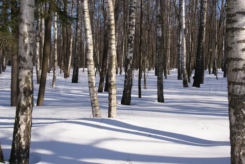 Birch forest after a snow storm