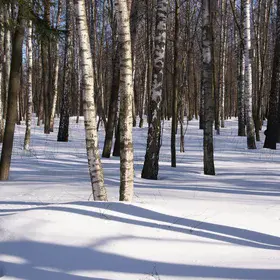 Birch forest after a snow storm