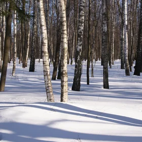 Birch forest after a snow storm