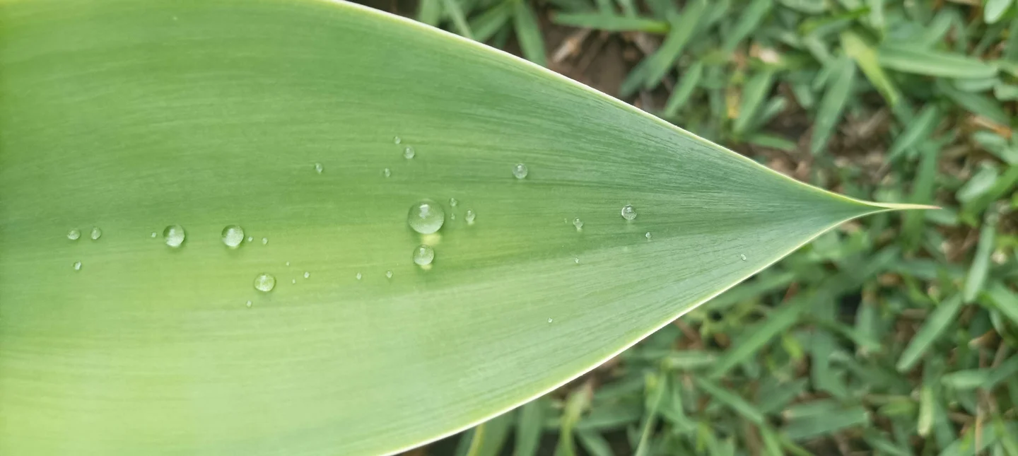 Water drops taking a break