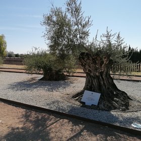 Ancient olive trees from the Caliphate of Córdoba at Medina Sidonia (Córdoba, SW Spain)