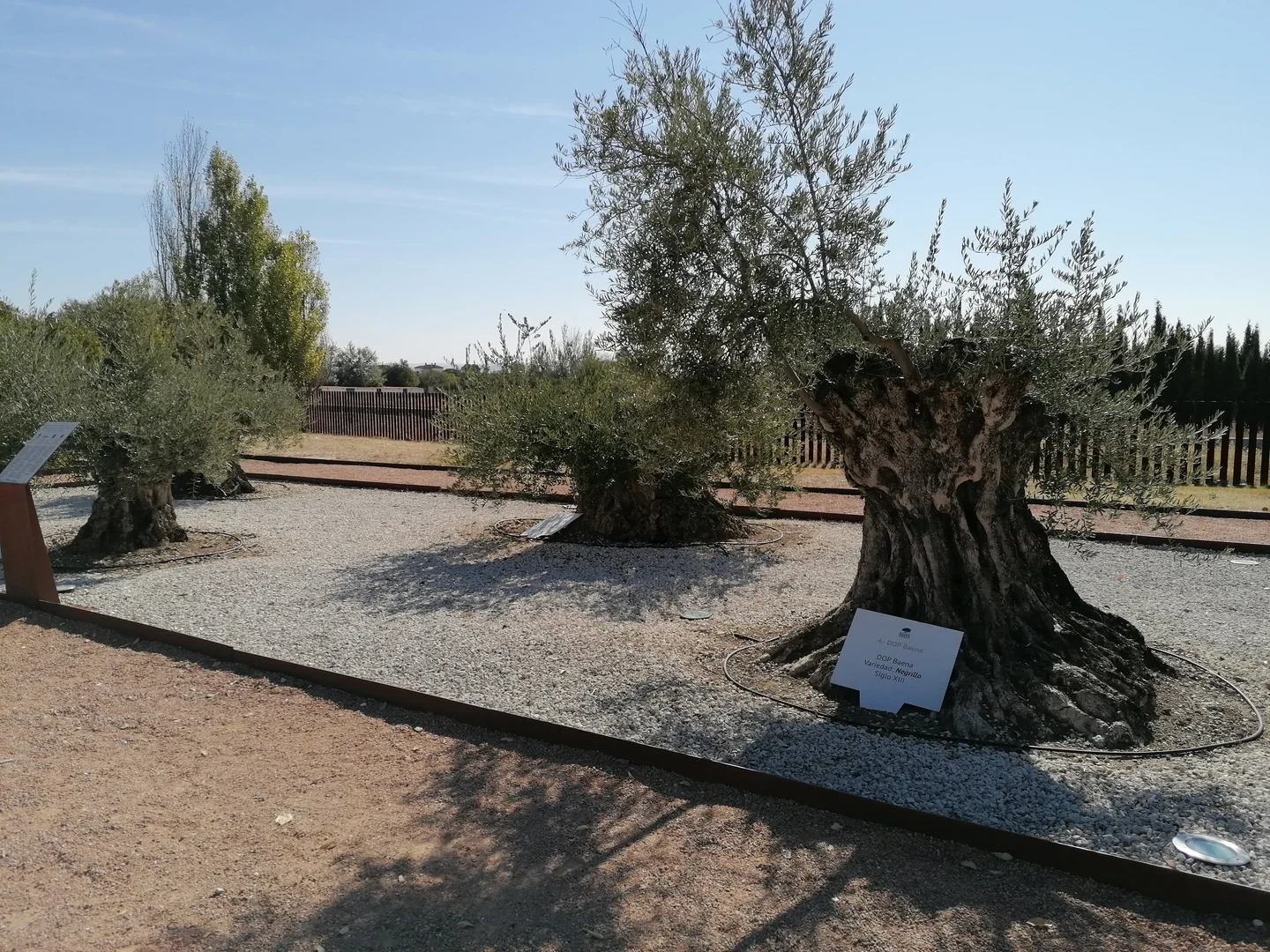 Ancient olive trees from the Caliphate of Córdoba at Medina Azahara (Córdoba, SW Spain)