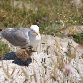 A seagull and its chick on the Illa do Faro