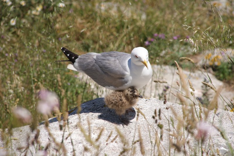 A seagull and its chick on the Illa do Faro
