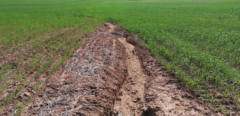 Nature's scars: the impact of rill erosion on agricultural land