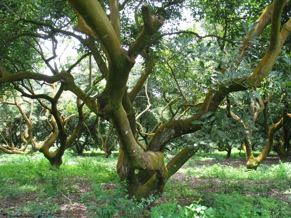 Avocado cultivation field near Tancítaro (Mexico)