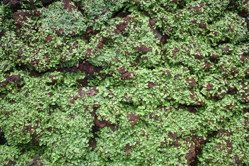 Liverworts covering a tezontle rock in Uruapan (Mexico)