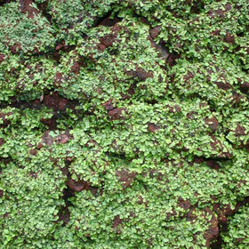 Liverworts covering a tezontle rock in Uruapan (Mexico)