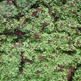 Liverworts covering a tezontle rock in Uruapan (Mexico)