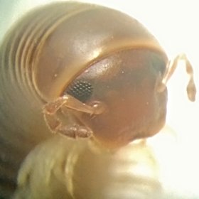 Cute millipede                        EVO of  terrestrial trilobites