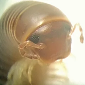Cute millipede                        EVO of  terrestrial trilobites