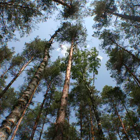 Can't see the forest for the trees