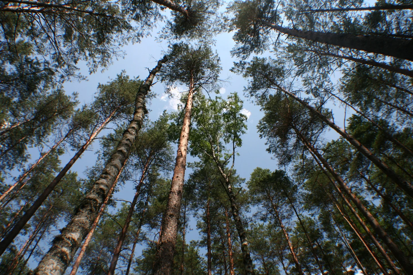 Can't see the forest for the trees